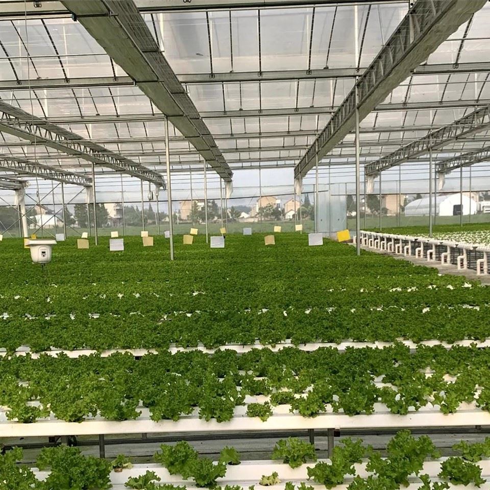 Commercial NFT Hydroponic System | Nutrient Film Technique Growing System for Leafy Greens